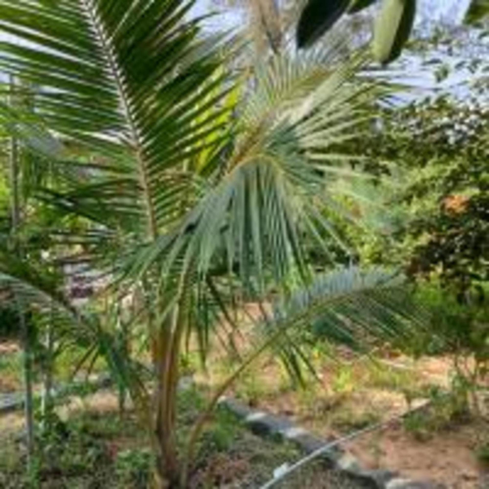 Duc Luu Quang Hotel Binh Thuan Tuy Phong Exterior photo